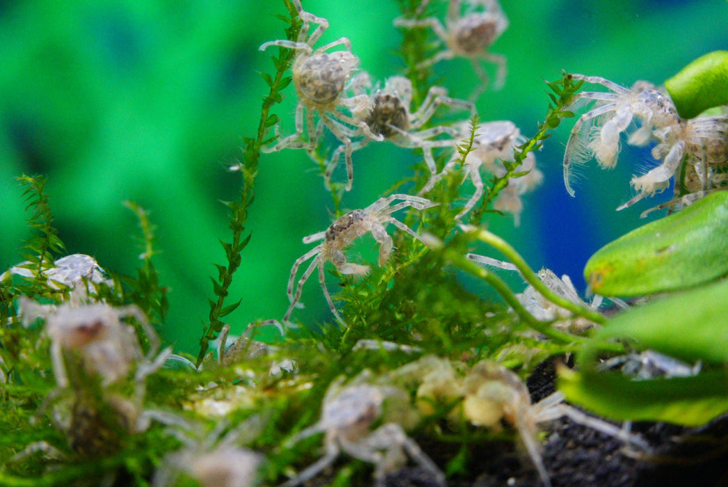 Microkrabbe, Limnopilos naiyanetri - Water - Plants