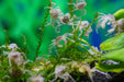 Microkrabbe, Limnopilos naiyanetri - Water - Plants