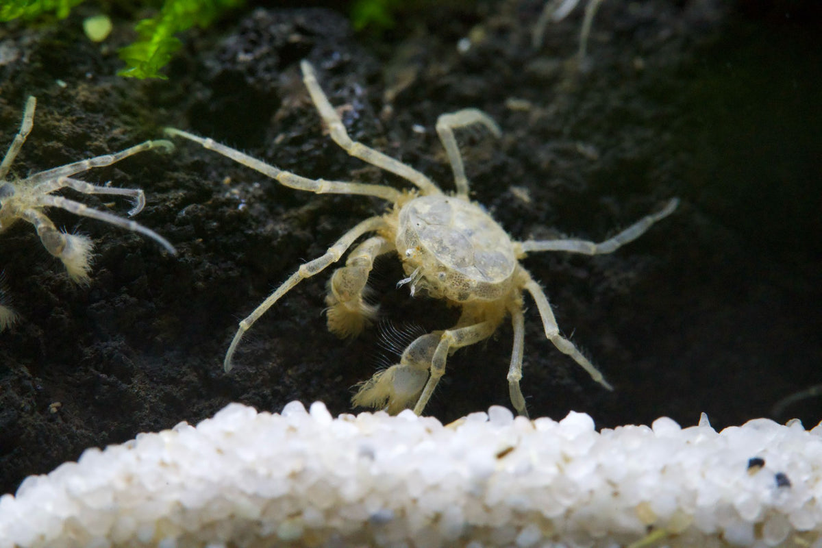 Microkrabbe, Limnopilos naiyanetri - Water - Plants