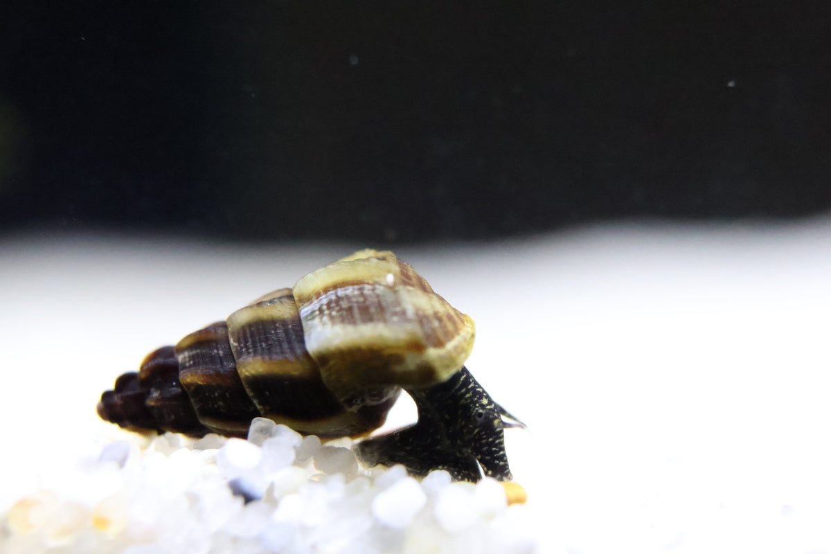 Mini Tylomelania Mix - Turmdeckelschnecke - Water - Plants