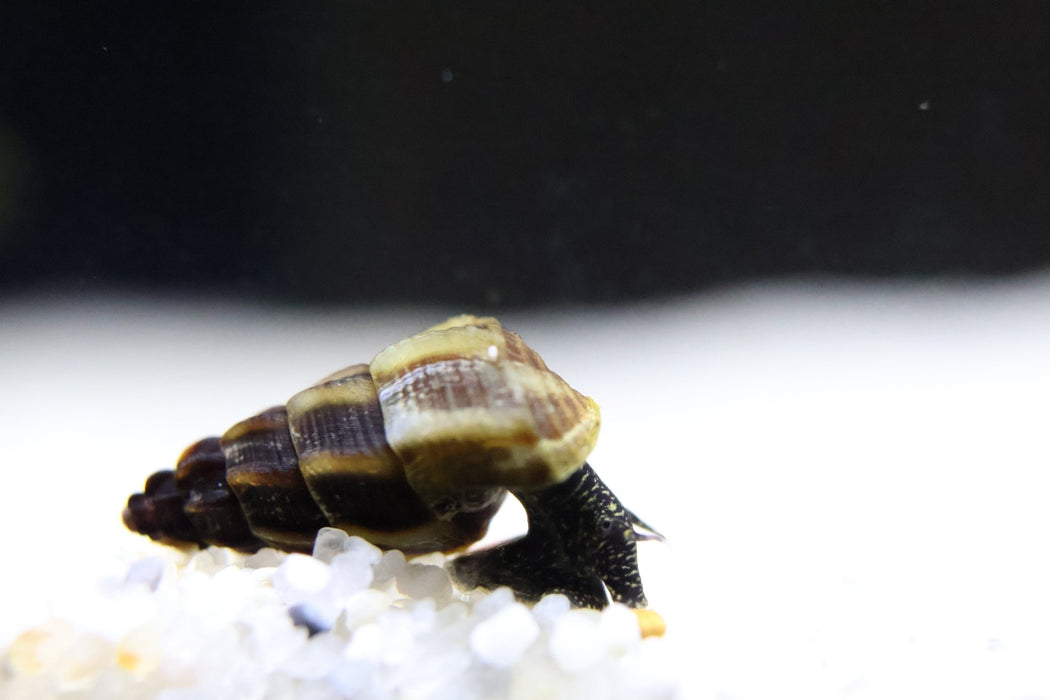 Mini Tylomelania Mix - Turmdeckelschnecke - Water - Plants