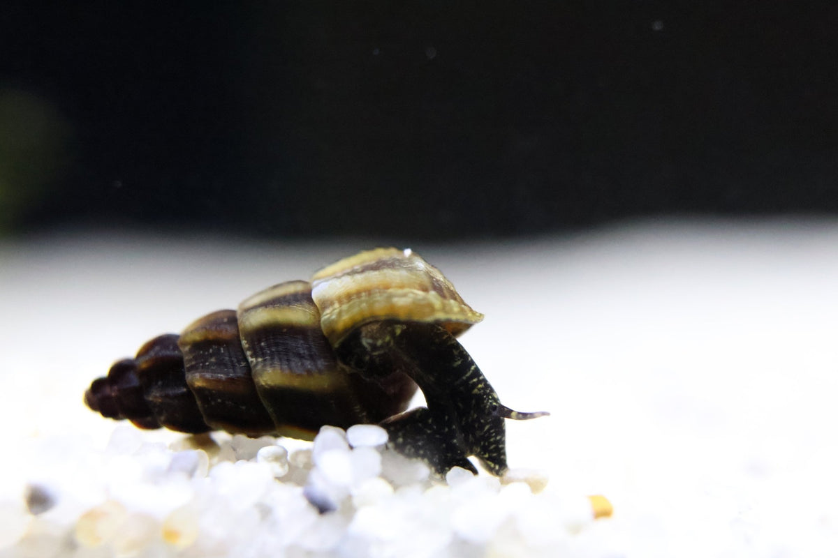 Mini Tylomelania Mix - Turmdeckelschnecke - Water - Plants