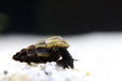 Mini Tylomelania Mix - Turmdeckelschnecke - Water - Plants