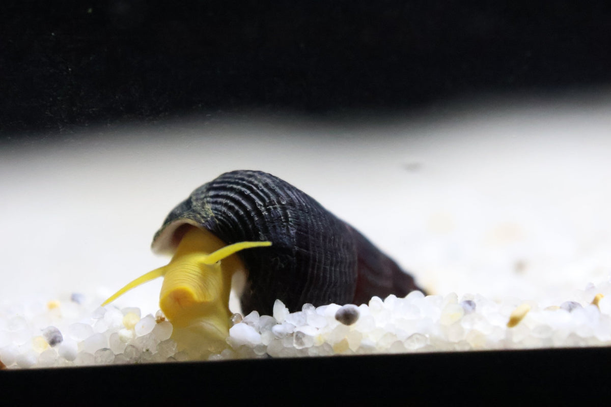 Mini Tylomelania Mix - Turmdeckelschnecke - Water - Plants