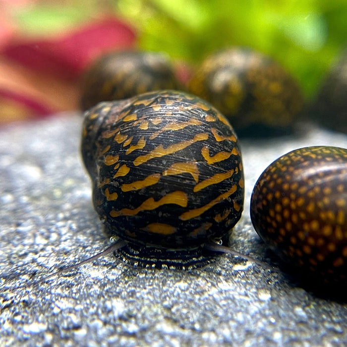 Mosaik Rennschnecke - Water - Plants
