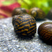 Mosaik Rennschnecke - Water - Plants