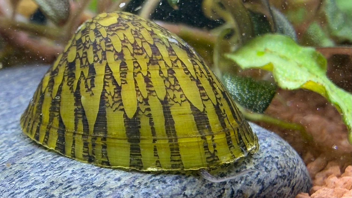 Muschelschnecke - Septaria porcellana - Water - Plants