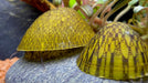Muschelschnecke - Septaria porcellana - Water - Plants