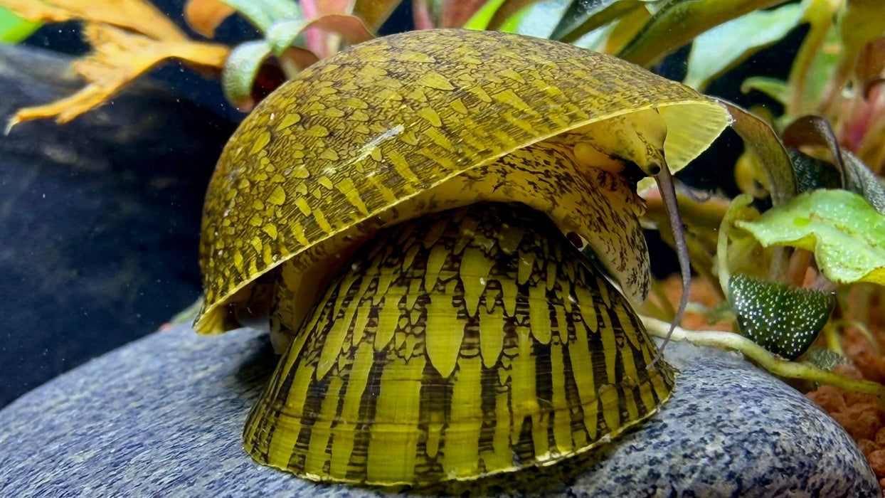 Muschelschnecke - Septaria porcellana - Water - Plants