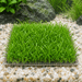 Neuseeland-Graspflanze auf Gitter – Lilaeopsis novae-zelandiae - Water - Plants