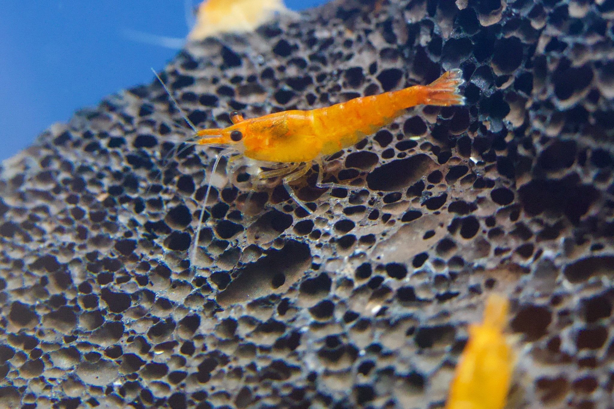 Orange Fire Zwerggarnele - Neocaridina davidi - Water - Plants