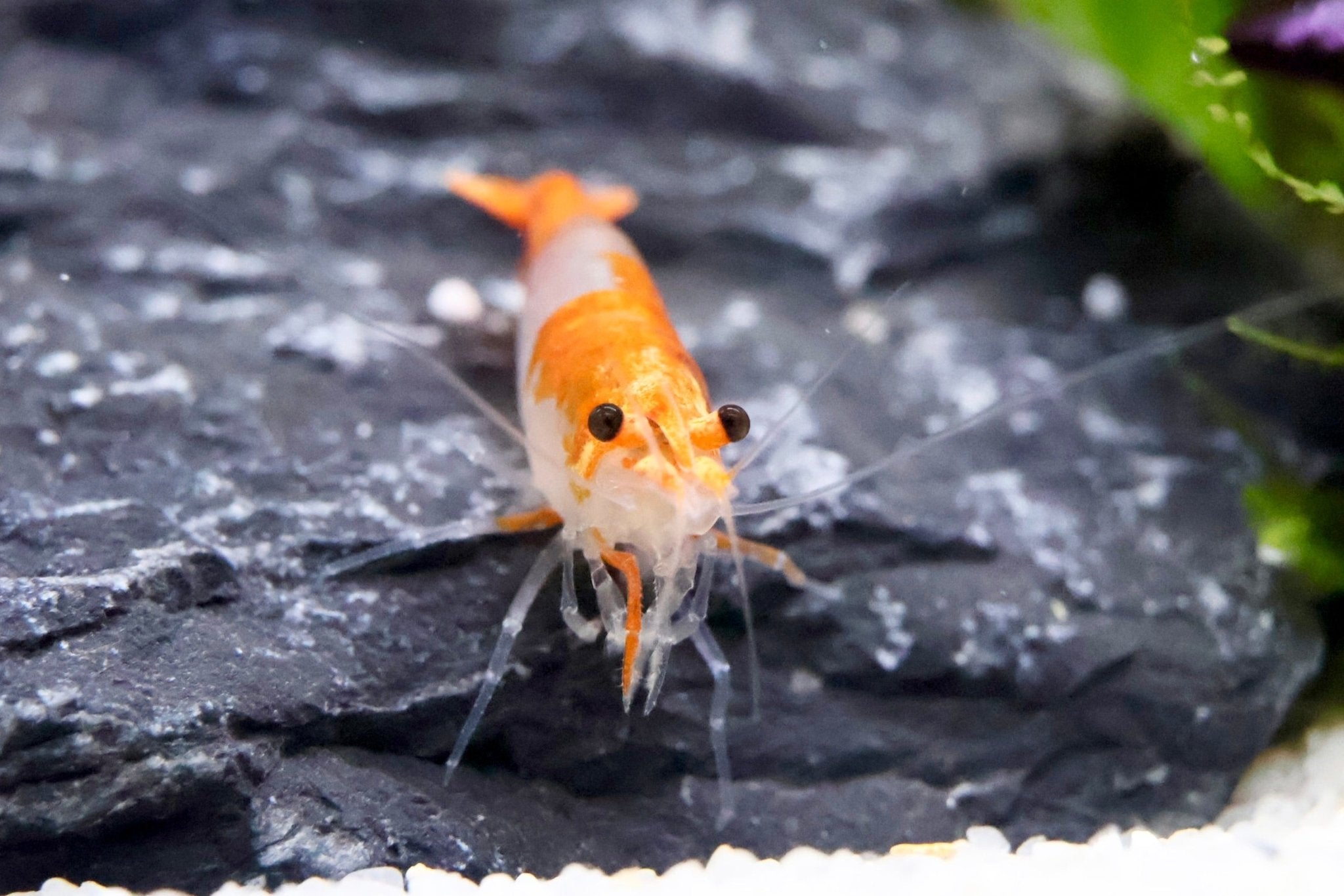 Orange Rili Zwerggarnele - Water - Plants