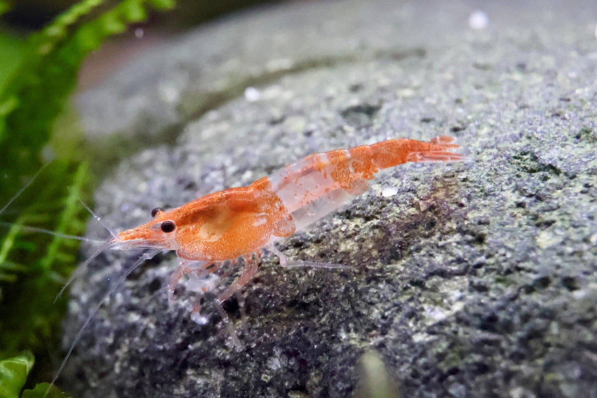 Orange Rili Zwerggarnele - Water - Plants
