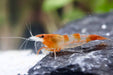 Orange Rili Zwerggarnele - Water - Plants