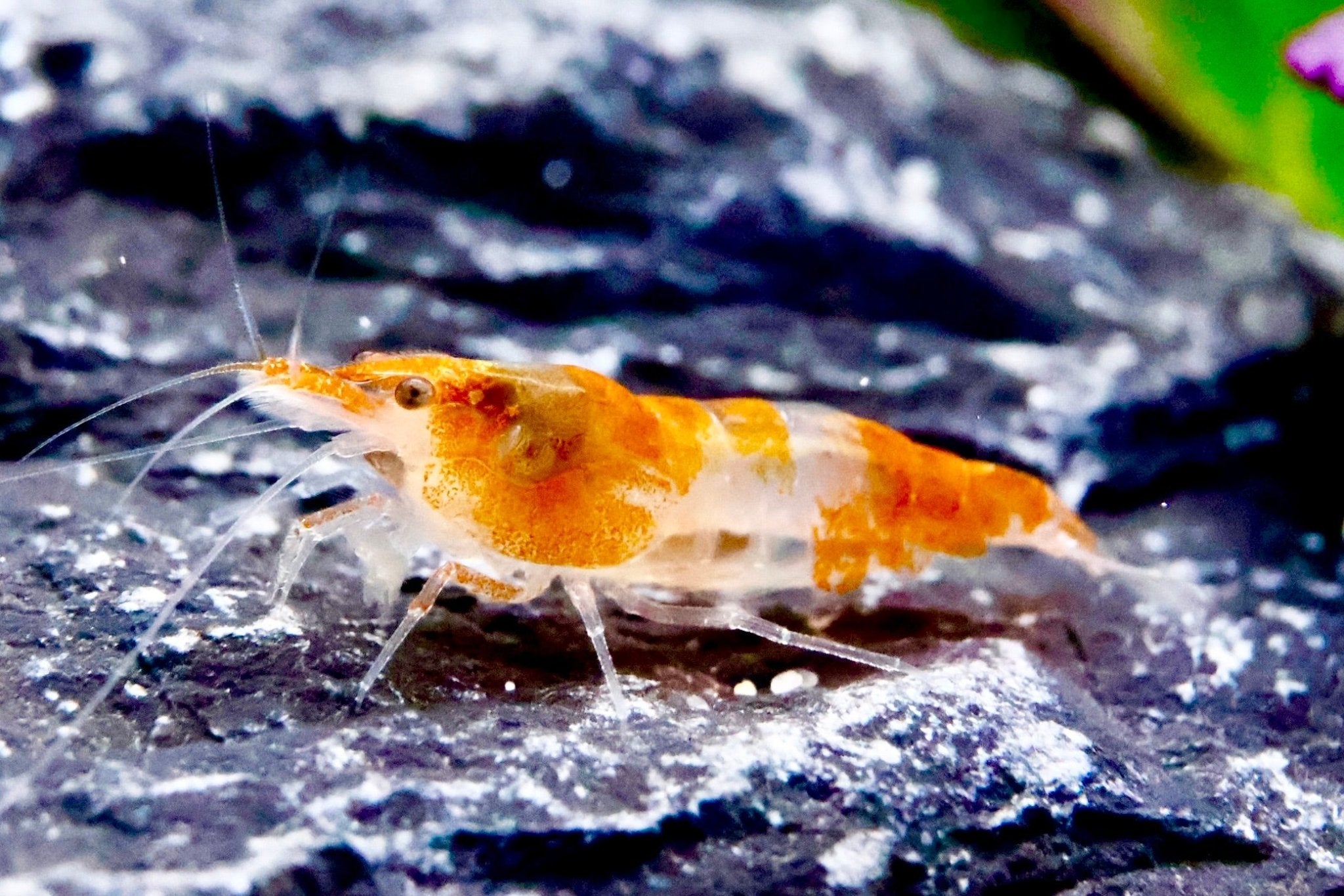 Orange Rili Zwerggarnele - Water - Plants
