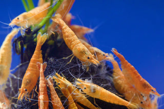 Orange Sakura Zwerggarnele - Neocaridina davidi "High Grade"