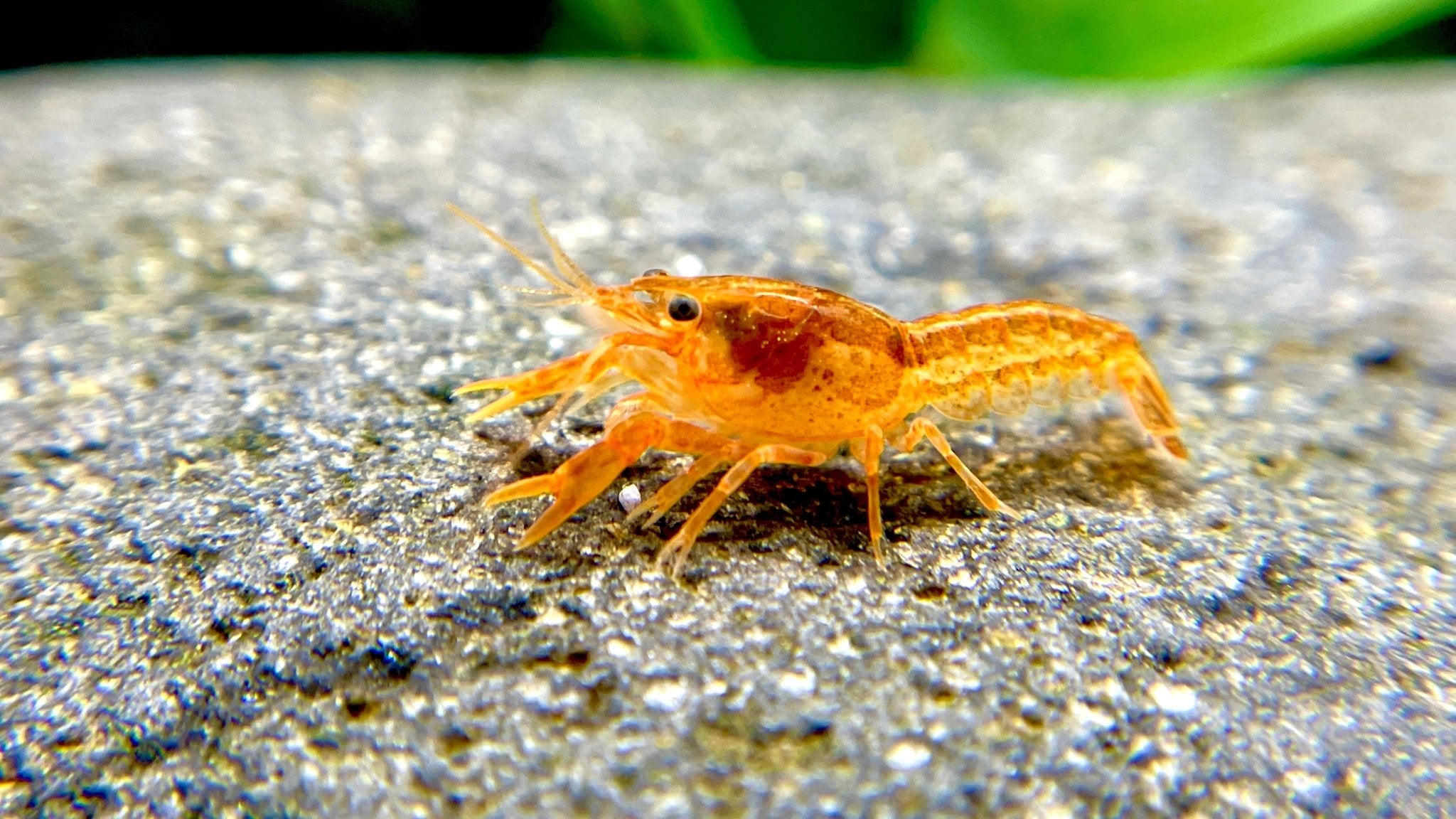 Orangefarbener Zwergkrebs - CPO - Cambarellus patzcuarensis 