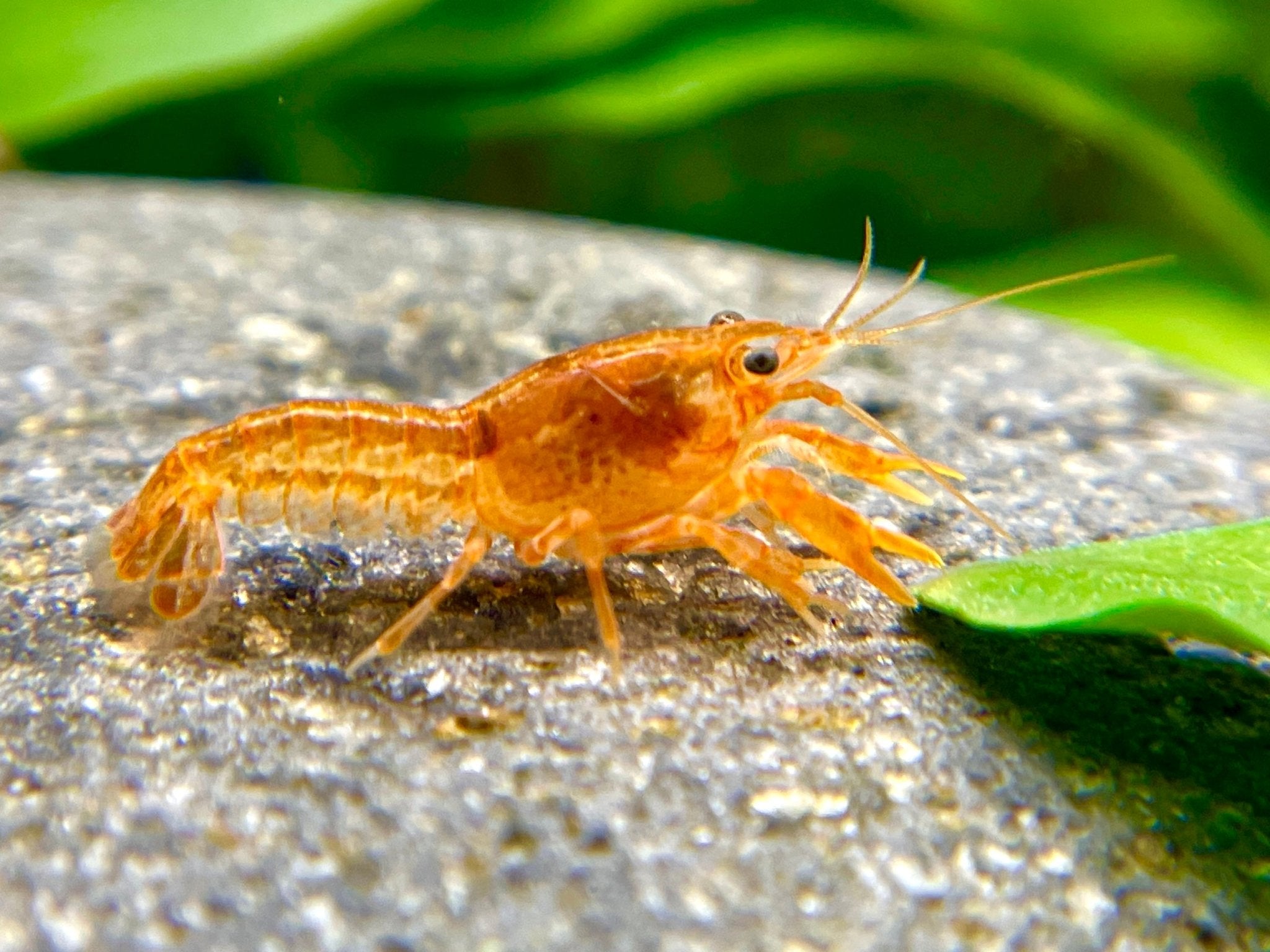 Orangefarbener Zwergkrebs - CPO - Cambarellus patzcuarensis 