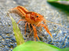 Orangefarbener Zwergkrebs - CPO - Cambarellus patzcuarensis "orange" - Water - Plants