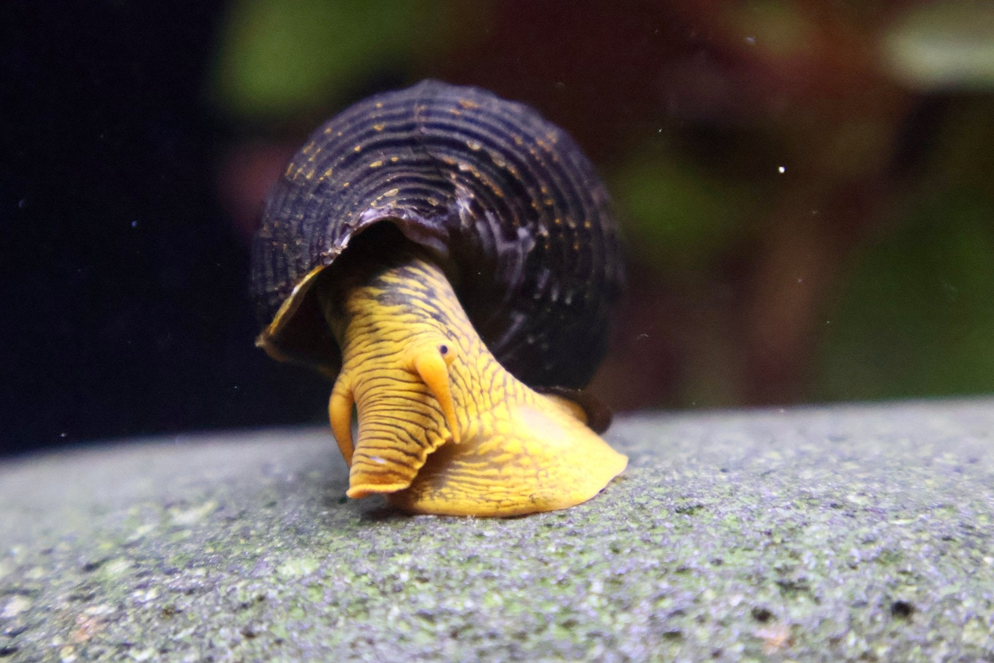 Orangene Felsenschnecke - Orange Tylomelania - Water - Plants