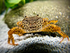 Pantherkrabbe - Water - Plants