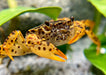 Pantherkrabbe - Water - Plants