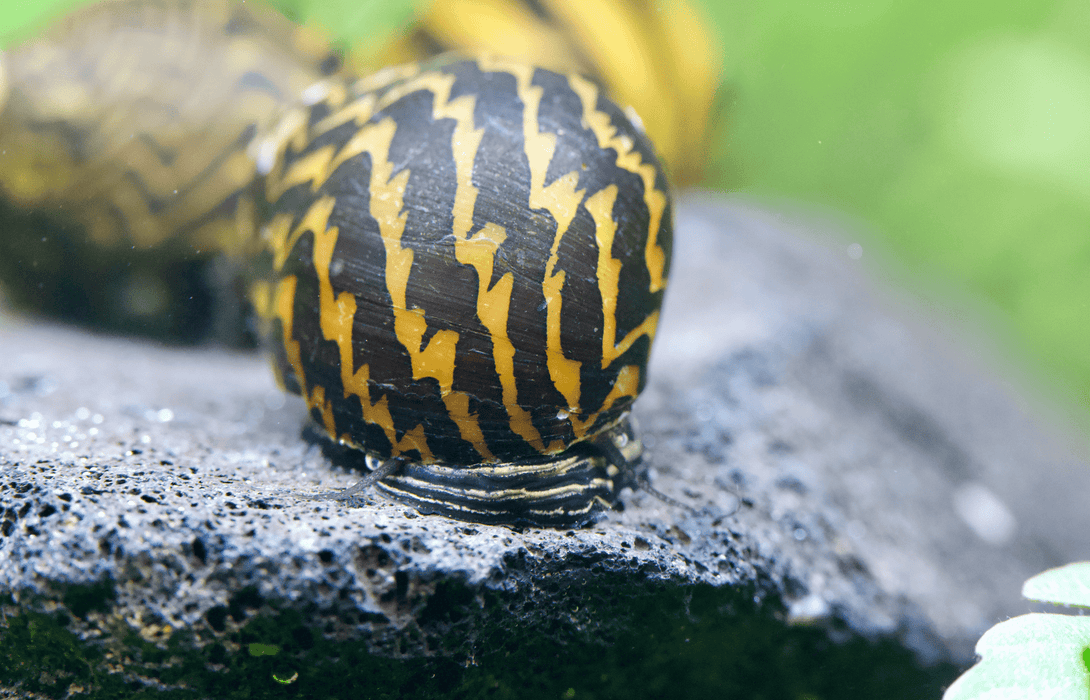 Philippinische Tiger Rennschnecke - Vittina waigiensis - Water - Plants