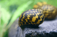Philippinische Tiger Rennschnecke - Vittina waigiensis - Water - Plants