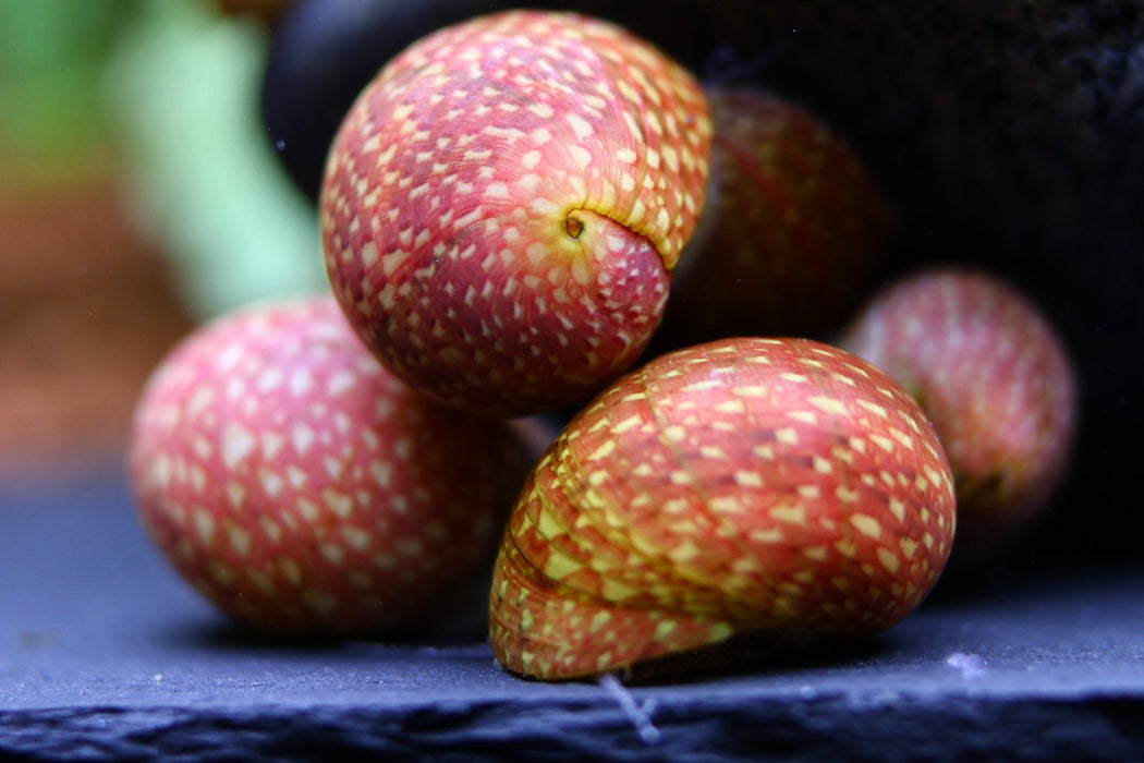 Pink Lady Schnecke - Clithon sowerbianum - Water - Plants