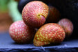 Pink Lady Schnecke - Clithon sowerbianum - Water - Plants