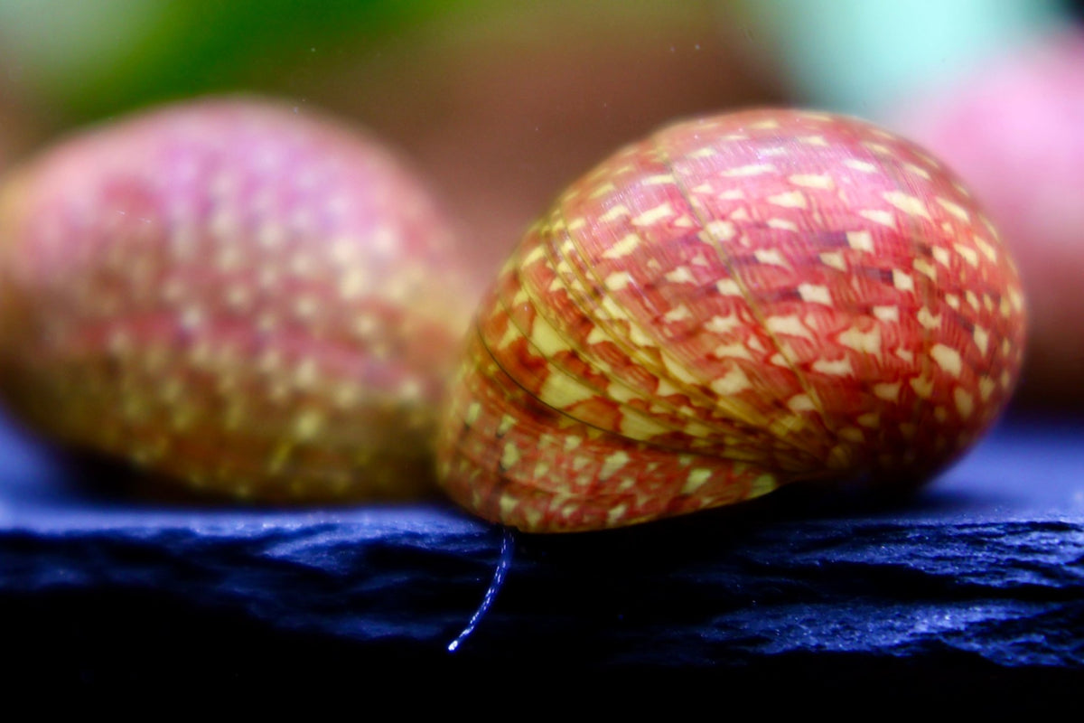 Pink Lady Schnecke - Clithon sowerbianum - Water - Plants