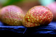Pink Lady Schnecke - Clithon sowerbianum - Water - Plants