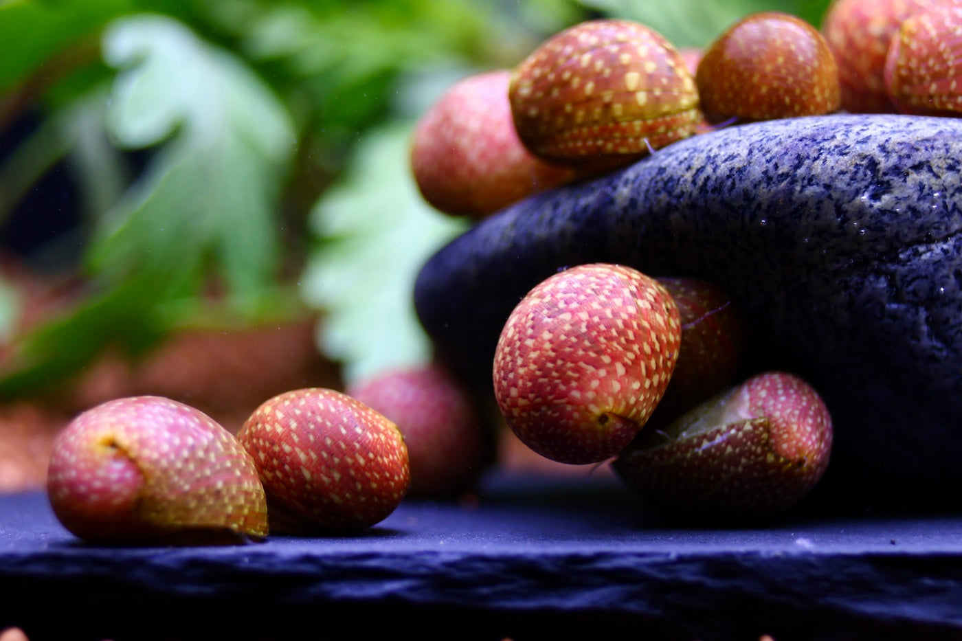 Pink Lady Schnecke - Clithon sowerbianum - Water - Plants