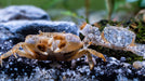 PomPom Krabbe im Aquarium – mehrere Tiere