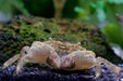 PomPom Krabbe frontal im Aquarium