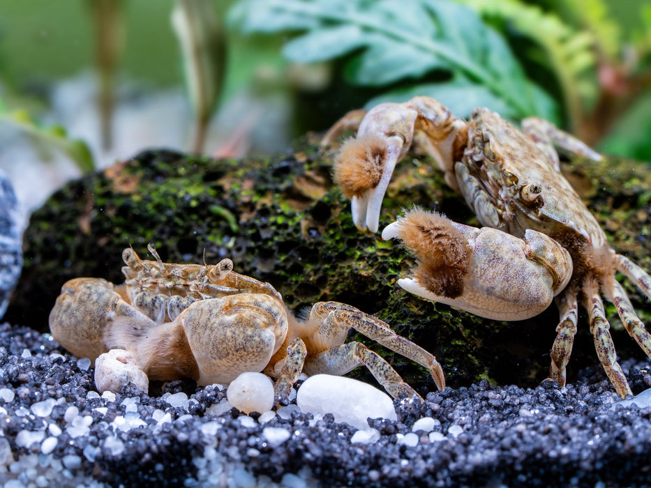 PomPom Krabben im bepflanzten Aquarium