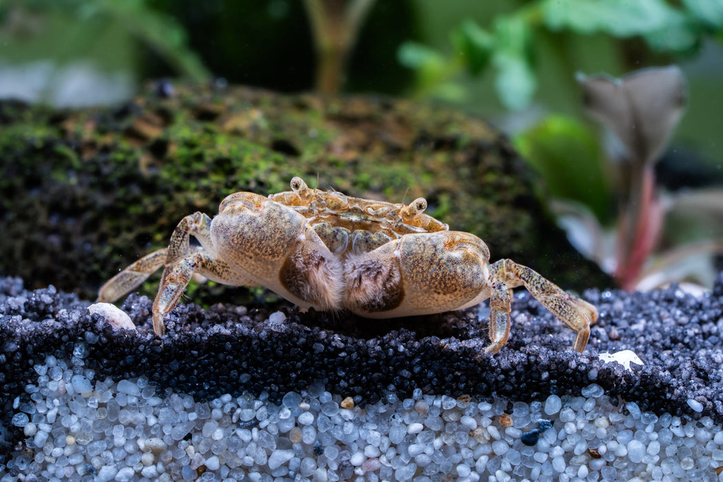 PomPom Krabbe seitlich im Aquarium