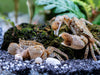 PomPom Krabbe - Water - Plants