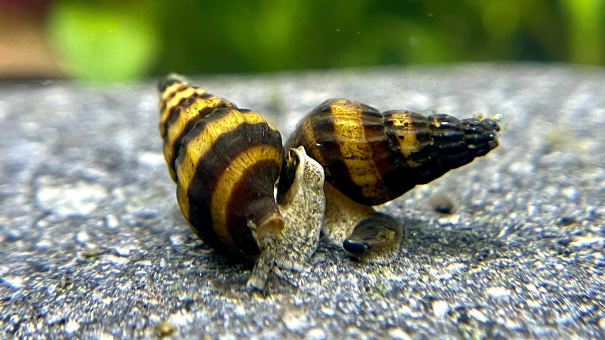 Raubschnecke - Water - Plants