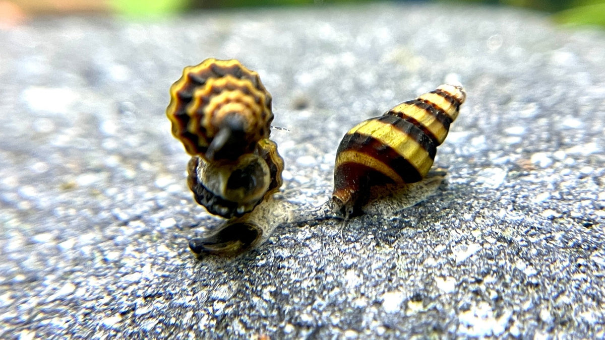 Raubschnecke - Water - Plants