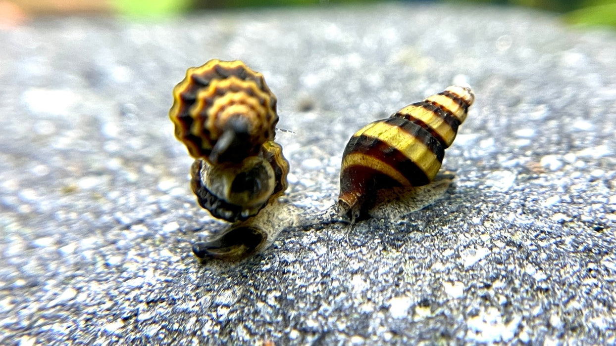 Raubschnecke - Water - Plants