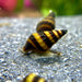 Raubschnecke - Water - Plants