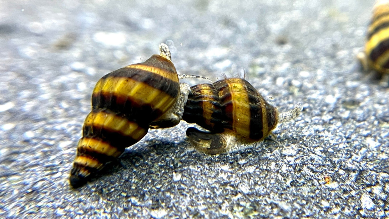 Raubschnecke - Water - Plants
