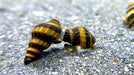 Raubschnecke - Water - Plants
