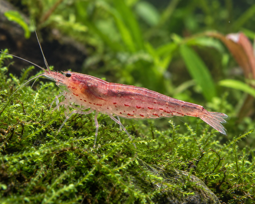 Red Amano Garnele Größe L - Water - Plants