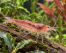Red Amano Garnele Größe L - Water - Plants