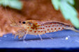 Red Amano Garnele Größe L - Water - Plants
