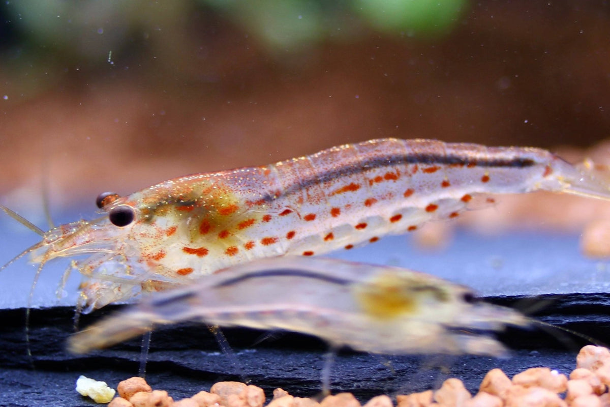 Red Amano Garnele Größe L - Water - Plants