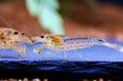 Red Amano Garnele Größe L - Water - Plants