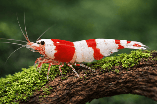 Red Bee Zwerggarnele - Water - Plants